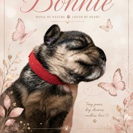 Bonnie - Salt and pepper female Miniature Schnauzer puppy in Westminster, Colorado from Happy Schnauzer