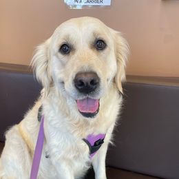 Mia - Golden Retriever
