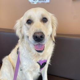 Mia - Golden Retriever
