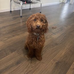 Cavalier King Charles Spaniel, Cavapoo, and Poodle All Grown Up from Melissa's East End Cavaliers