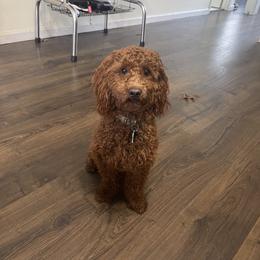 Cavalier King Charles Spaniel, Cavapoo, and Poodle All Grown Up from Melissa's East End Cavaliers