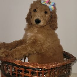 Goldendoodles from Boondock Kennel