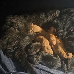 Labradoodle Puppies from P&L Doodles