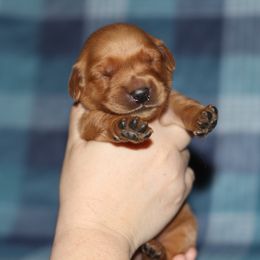 Girl 4 - Golden female Golden Retriever puppy in Lucasville, Ohio from Trusting Hearts Kennel