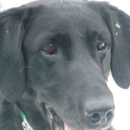 Labrador Retrievers from Rockin X