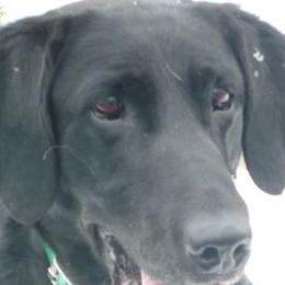 Labrador Retrievers from Rockin X