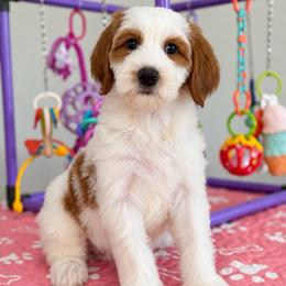 Poppy - Red  female Goldendoodle puppy in Yuciapa, California from AlltheDoodlez_