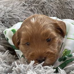 Australian Cobberdog Puppies from Faberge Australian Cobberdogs