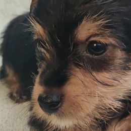 Yorkshire Terriers from Yorkie Puppies