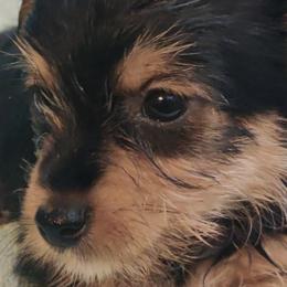Yorkshire Terriers from Yorkie Puppies