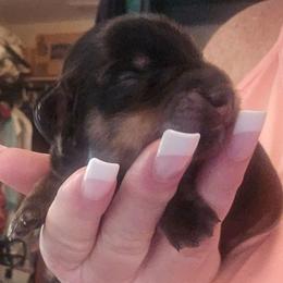 Black Cream - Black and cream male Dachshund puppy in Port Charlotte, Florida from Vicki's Dachshund Crossing