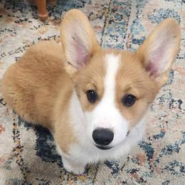 Pembroke Welsh Corgi Puppies from Black Thumb Homestead