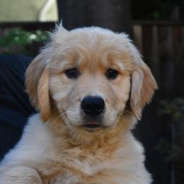 Golden Retrievers from Suntory Goldens