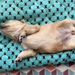 Dachshund and Golden Retriever Puppies from Wyo Dachshunds & Goldens