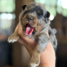 Zena ASDR - Blue merle female Miniature Australian Shepherd puppy in Polk City, Florida from Skaky Shepherds