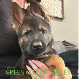 Green Collar - Sable male German Shepherd puppy in Canterbury, Connecticut from Nachtwaechter German Shepherds, LLC