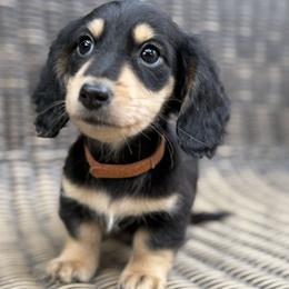 Dachshund Puppies from Winnie’s Doxies