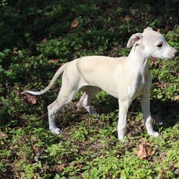 Whippet Puppies from Wise Heart Whippets