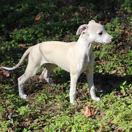 Whippet Puppies from Wise Heart Whippets