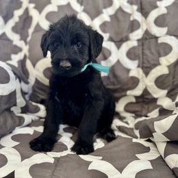 Rigatoni - Black male Giant Schnauzer puppy in Parker, Colorado from Pawsh K9’s