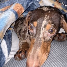 Ridley - Dachshund