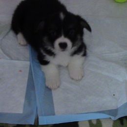 Girl 1 - female Pembroke Welsh Corgi puppy in Las Vegas, Nevada from Victory Crown