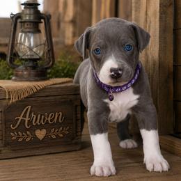 Arwen - Blue female Great Dane puppy in Citra, Florida from AEW Farm