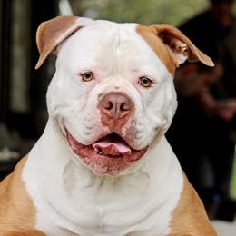 Rhea - American Bulldog