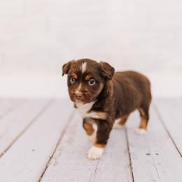 Fru fru - Red tri female Miniature Australian Shepherd puppy in Enoch, Utah from Twisted H Aussies