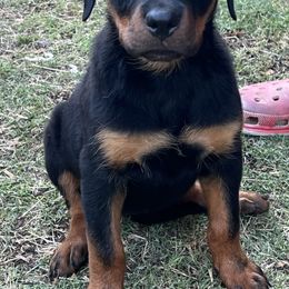 Rottweiler Puppies from Tony Robinson