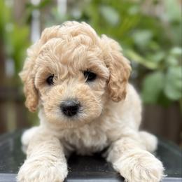 Cinderella - Cream female Goldendoodle puppy in Repton, Alabama from Hopkins Doodle Pups
