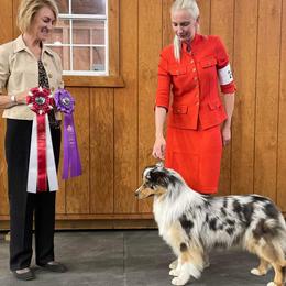 Australian Shepherd puppies from Fiddlers Green Australian Shepherds