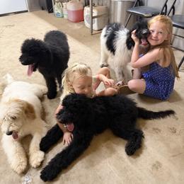 Cockapoo and Goldendoodle Puppies from Diva’s Darling Doodles