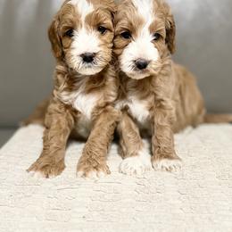 Boy 3 - Apricot male Goldendoodle puppy in Sacramento, California from Golden Heart Doodles
