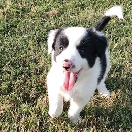 Pearl-ABCA - Black and white female Border Collie puppy in Bixby, Oklahoma from Bond Border Collies