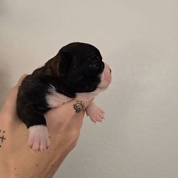 Jim - Black brindle and white male Boston Terrier puppy in Orem, Utah from Lost Valley Bostons