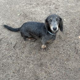 Sylvester - Dachshund