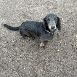 Sylvester - Dachshund