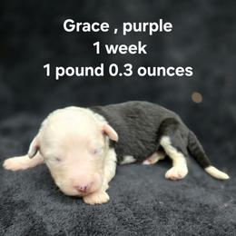Grace - Gray and white female Old English Sheepdog puppy in Sutherlin, Oregon from Sapphire Eyes Sheepdogs