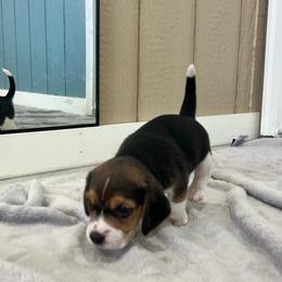 Hugo - Black white and tan male Beagle puppy in Harrison, Arkansas from Leslie Beagles of Leslie Farm