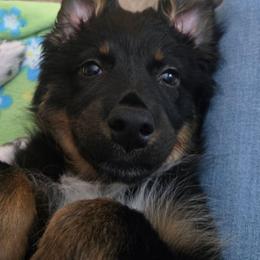 Hexy - Black tri-color female Australian Shepherd puppy in Warren, New Hampshire from Waggle Time Farms