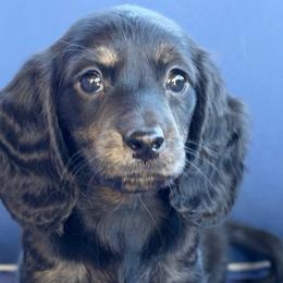 Holly - Black and cream female Dachshund puppy in New Braunfels, Texas from 2 Knights Doxies