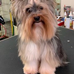 Bumper - Yorkshire Terrier