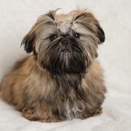 Shih Tzu Puppies from Good Lil Shih Tzu