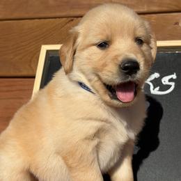 Oakley - Golden male Golden Retriever puppy in Doniphan, Missouri from Stockford’s Golden Retrievers