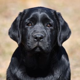 Labrador Retriever Puppies from Jamboree Labradors