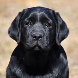 Labrador Retriever Puppies from Jamboree Labradors