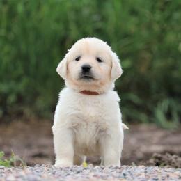 Golden Retriever Puppies from Grizzly Kennels