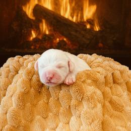 Sheepadoodle Puppies from The Artman Family