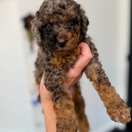 Poppy - Merle female Goldendoodle puppy in Spokane, Washington from Goldendoodles on the Prairie